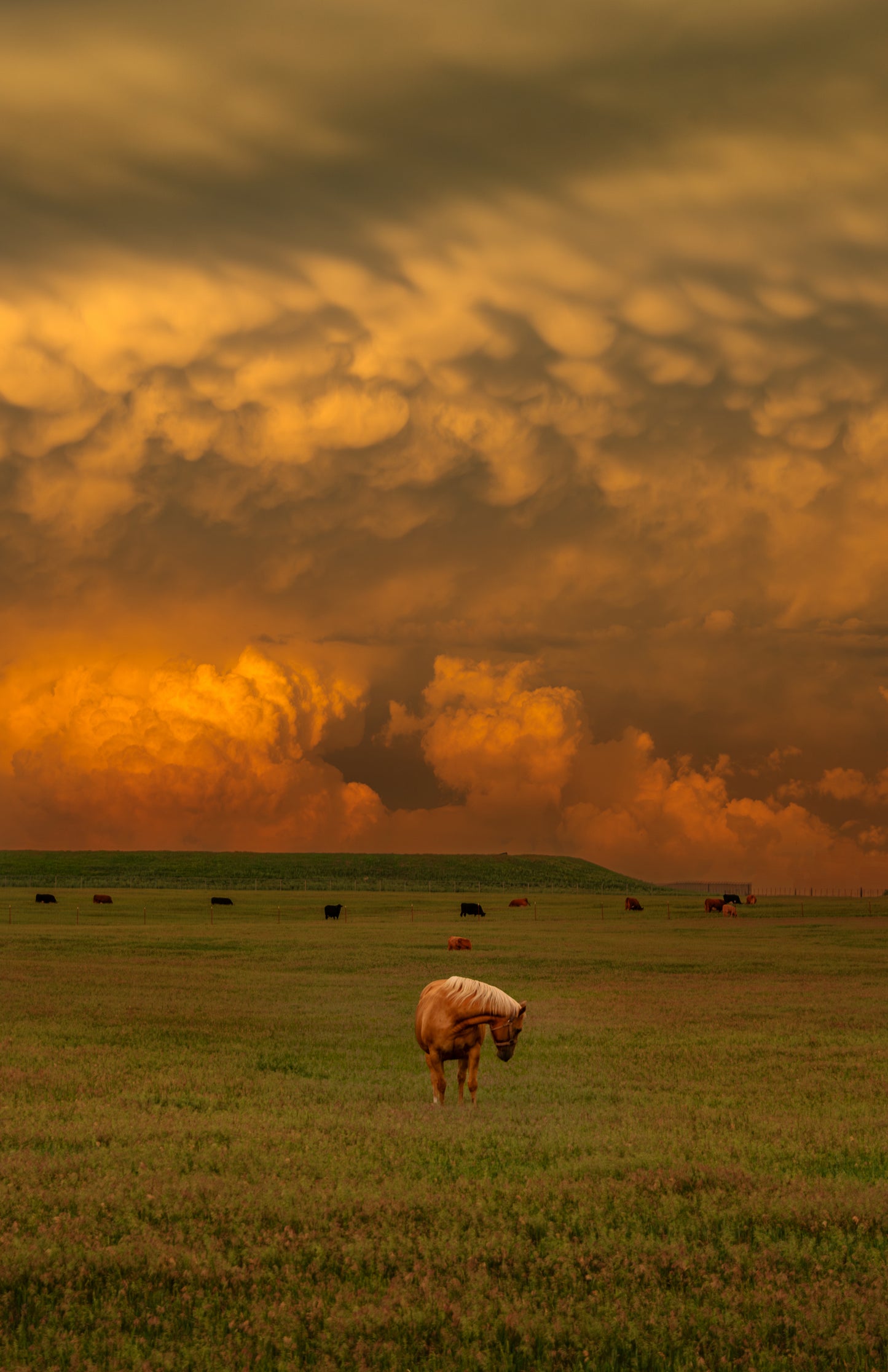 Golden hour Mammatus by the pasture.